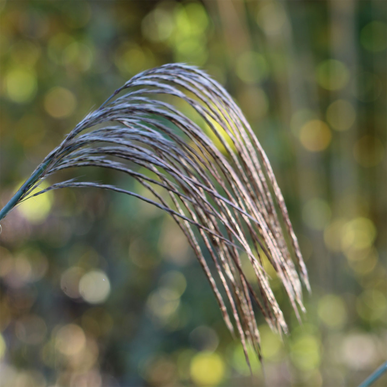 Miscanthus nepalensis