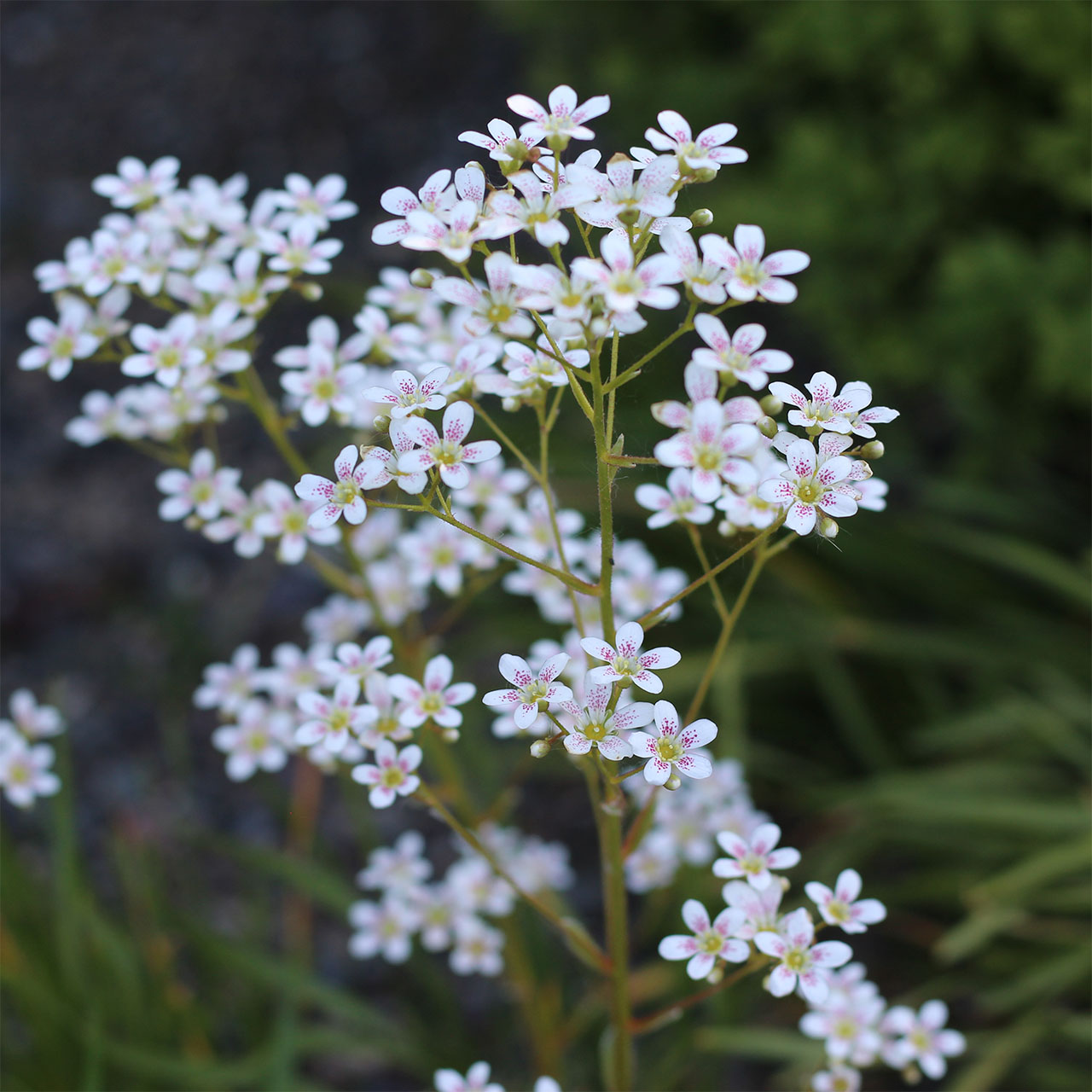 Saxifraga Monarch