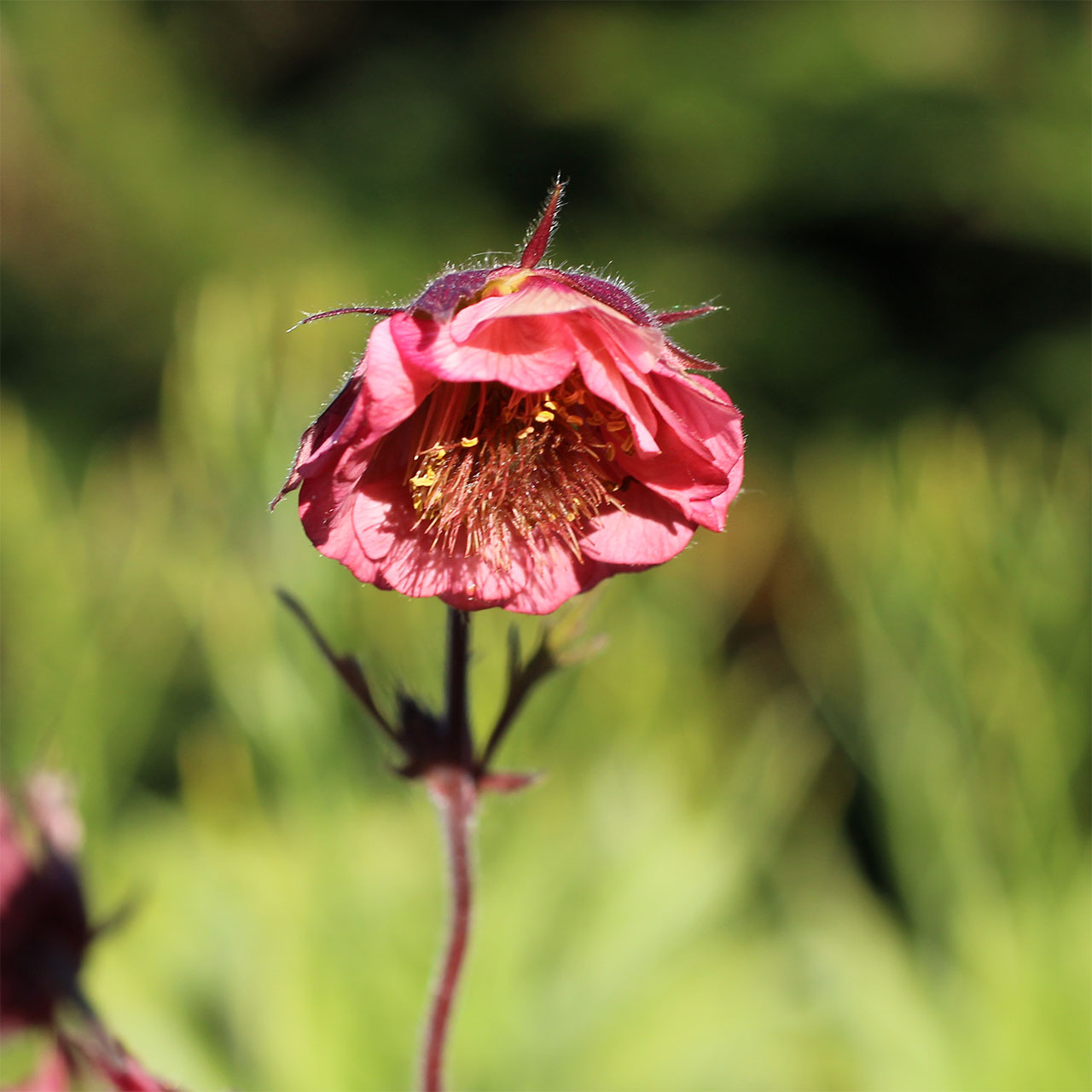 Geum ‘Bell Bank’