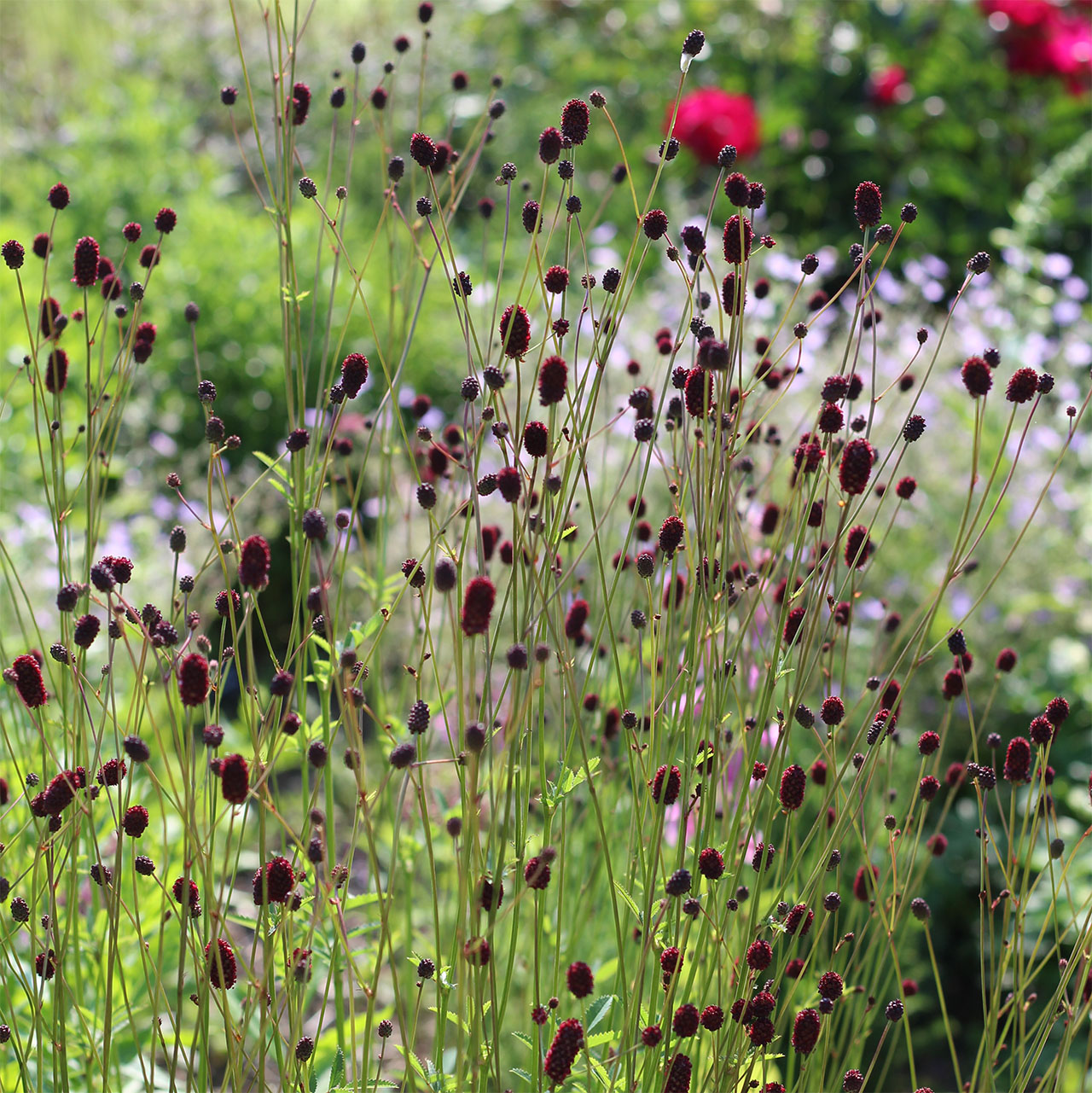 Sanguisorba ‘Lum’