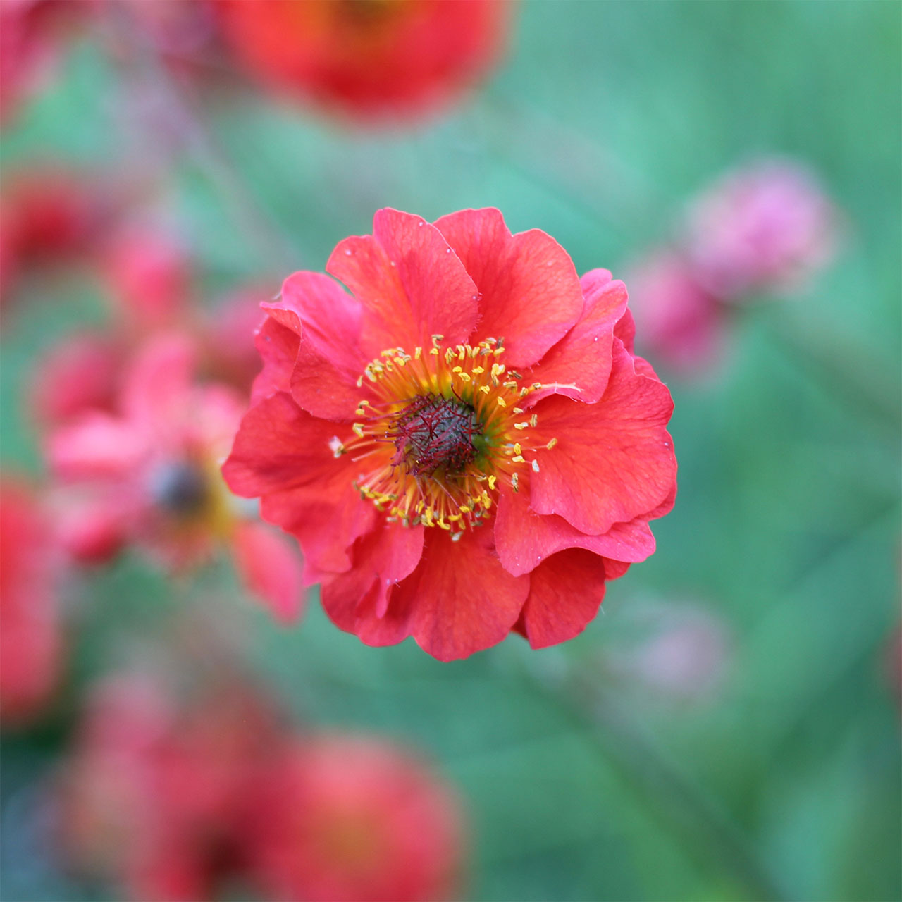 Geum 'Red Wings’