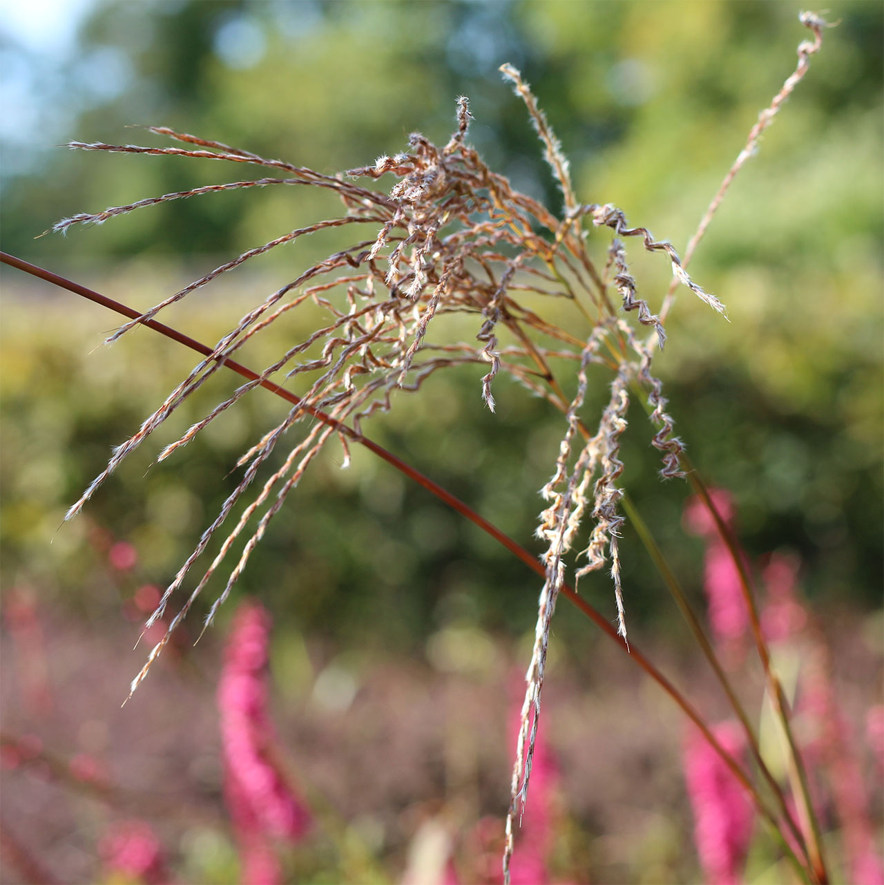 Miscanthus nudipes