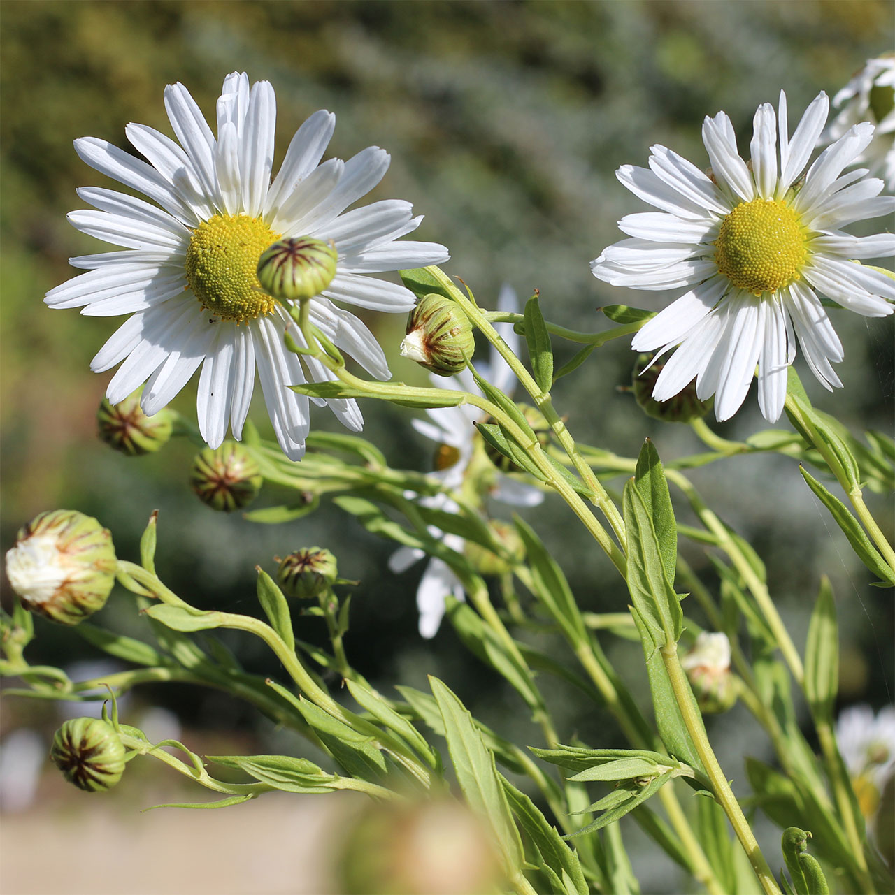 Leucanthemella serotina