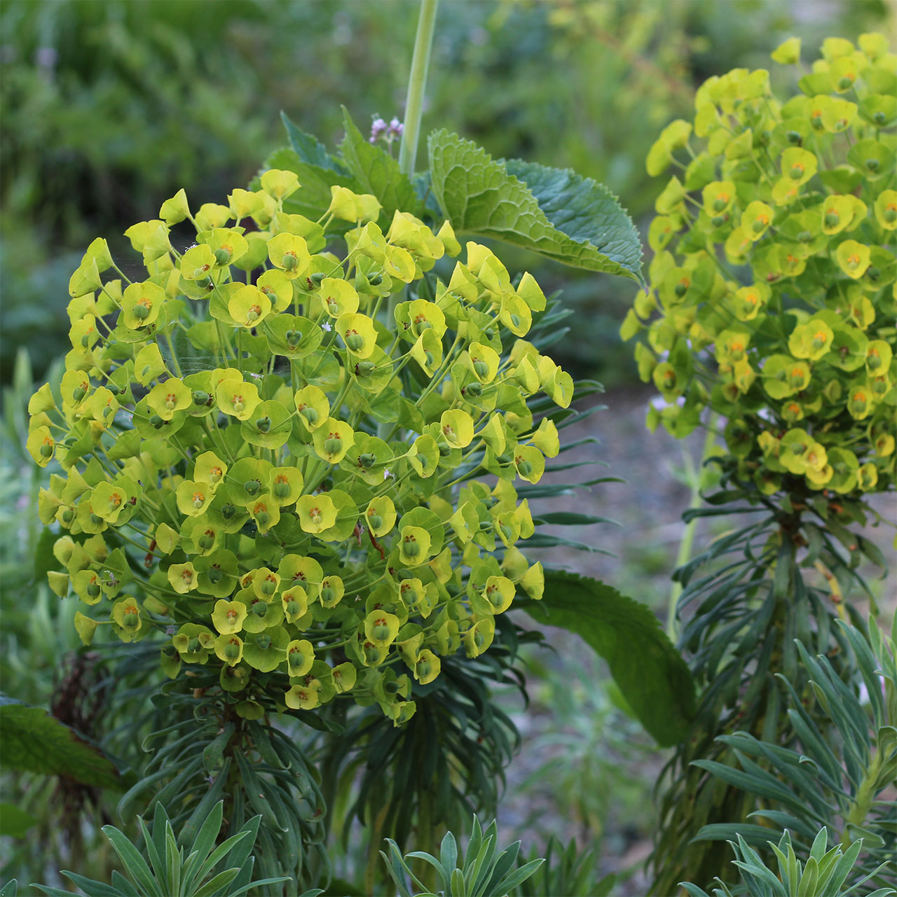 Euphorbia characias subsp. wulfenii