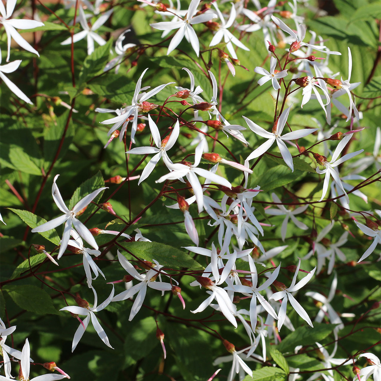 Gillenia trifoliata
