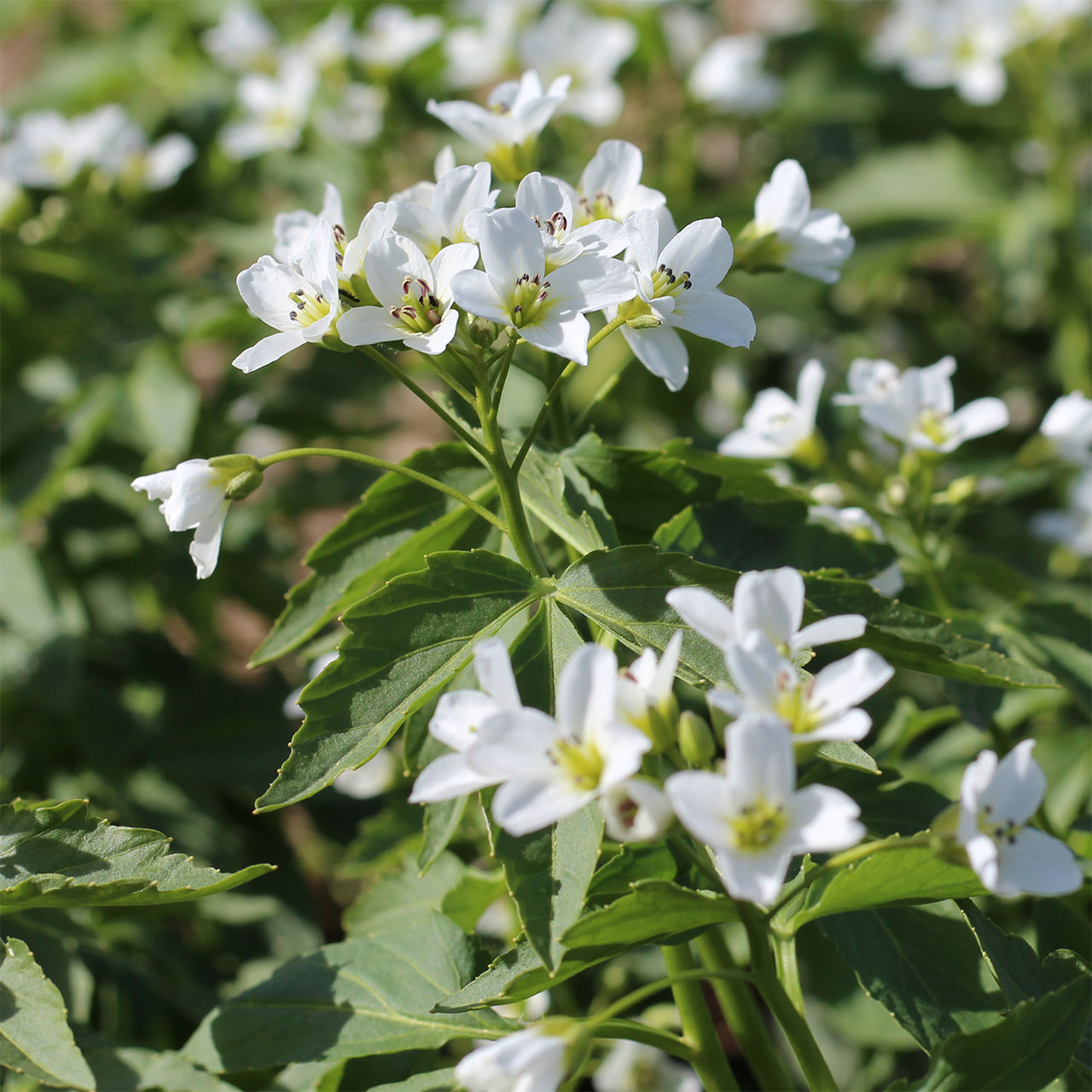 Cardamine waldsteinii
