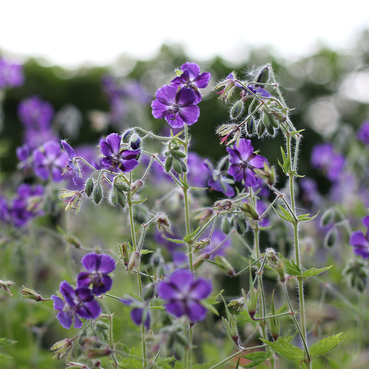 Geranium phaeum ‘Lily Lovell’