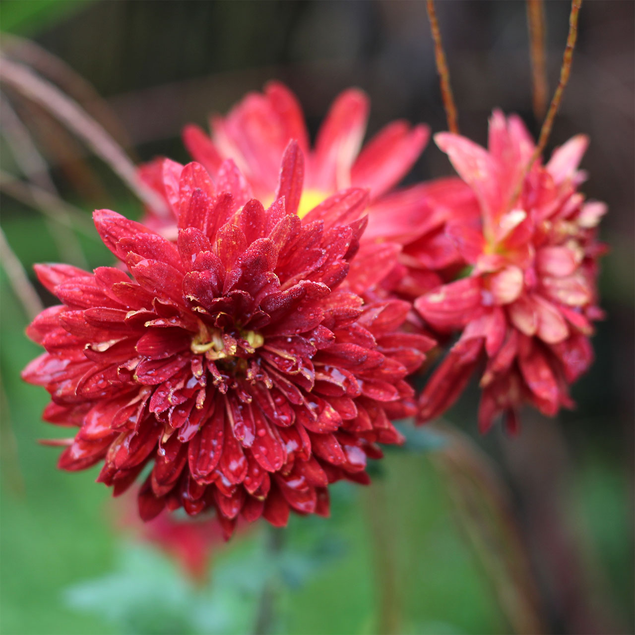 Chrysanthemum ‘Brennpunkt’