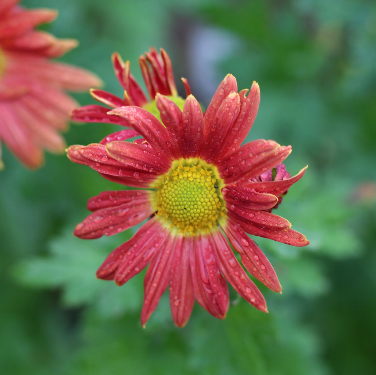 Chrysanthemum ‘Cottage Apricot’