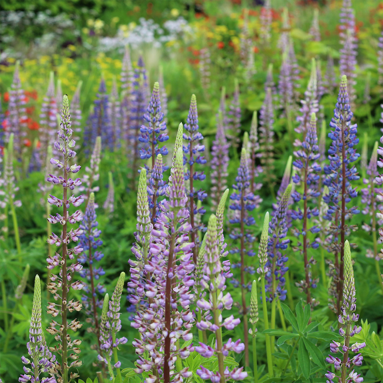 Lupinus from Kashmir