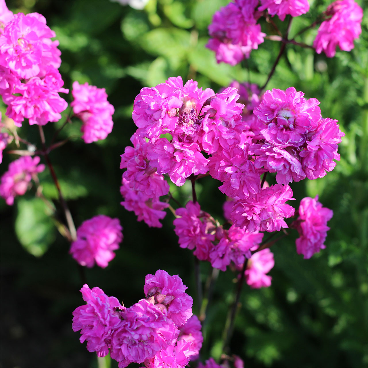 Lychnis_viscaria_splendens_plena Lychnis viscaria ‘Splendens Plena’