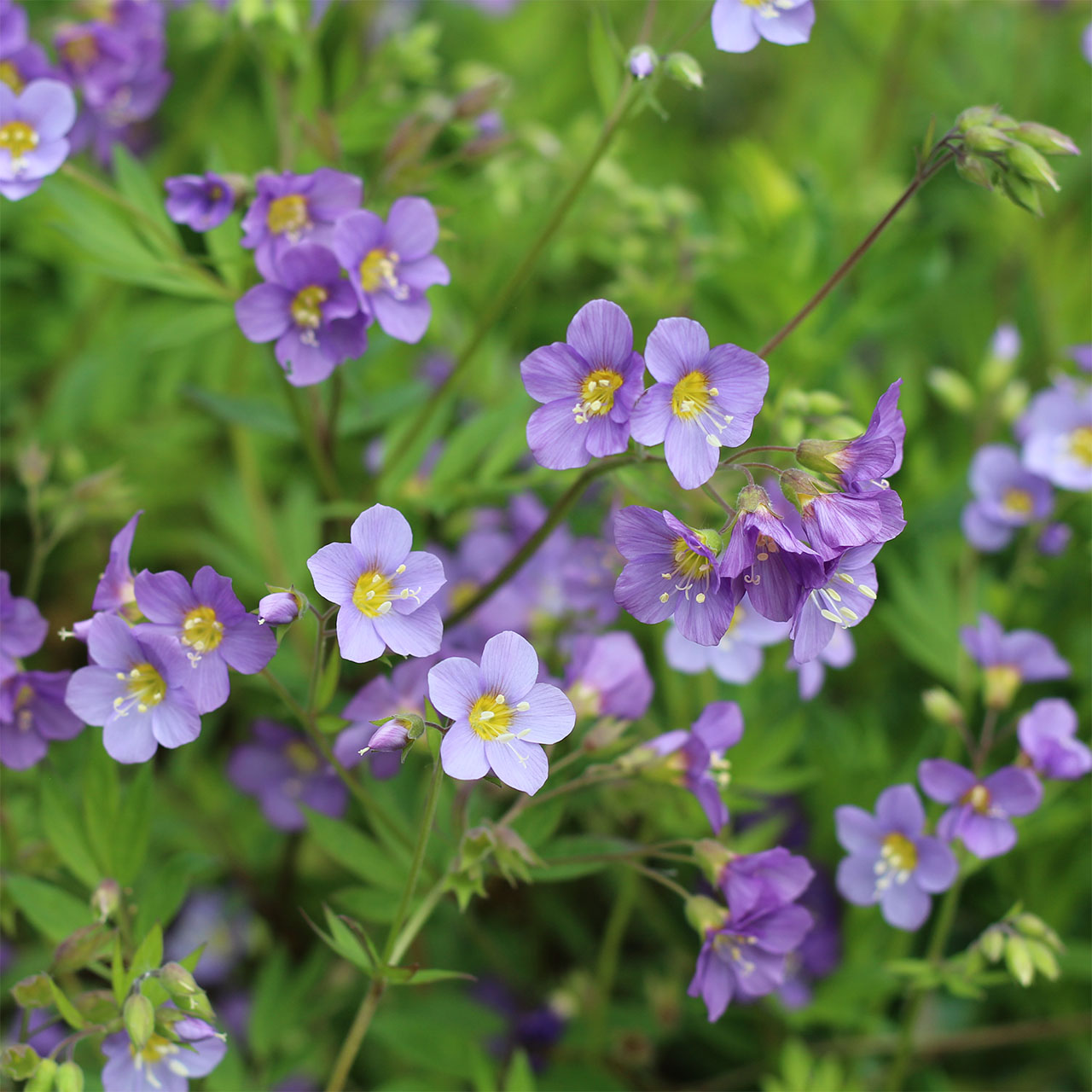 Polemonium ‘Lambrook Mauve’