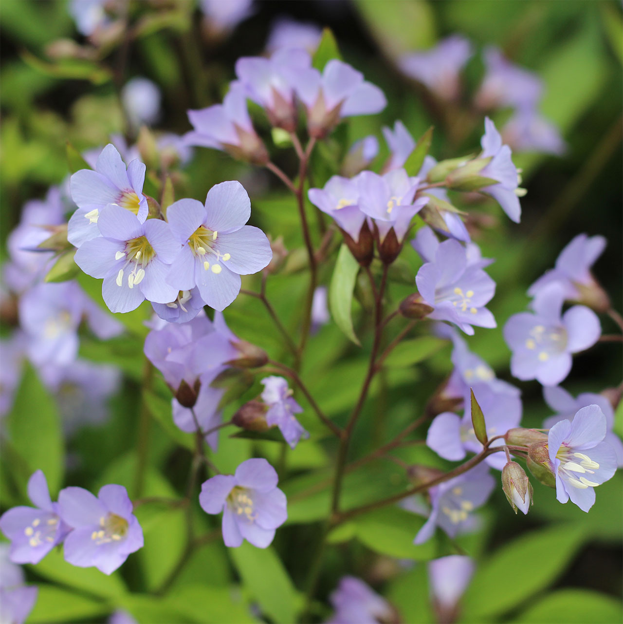 Polemonium ‘Sonia’s Bluebell’