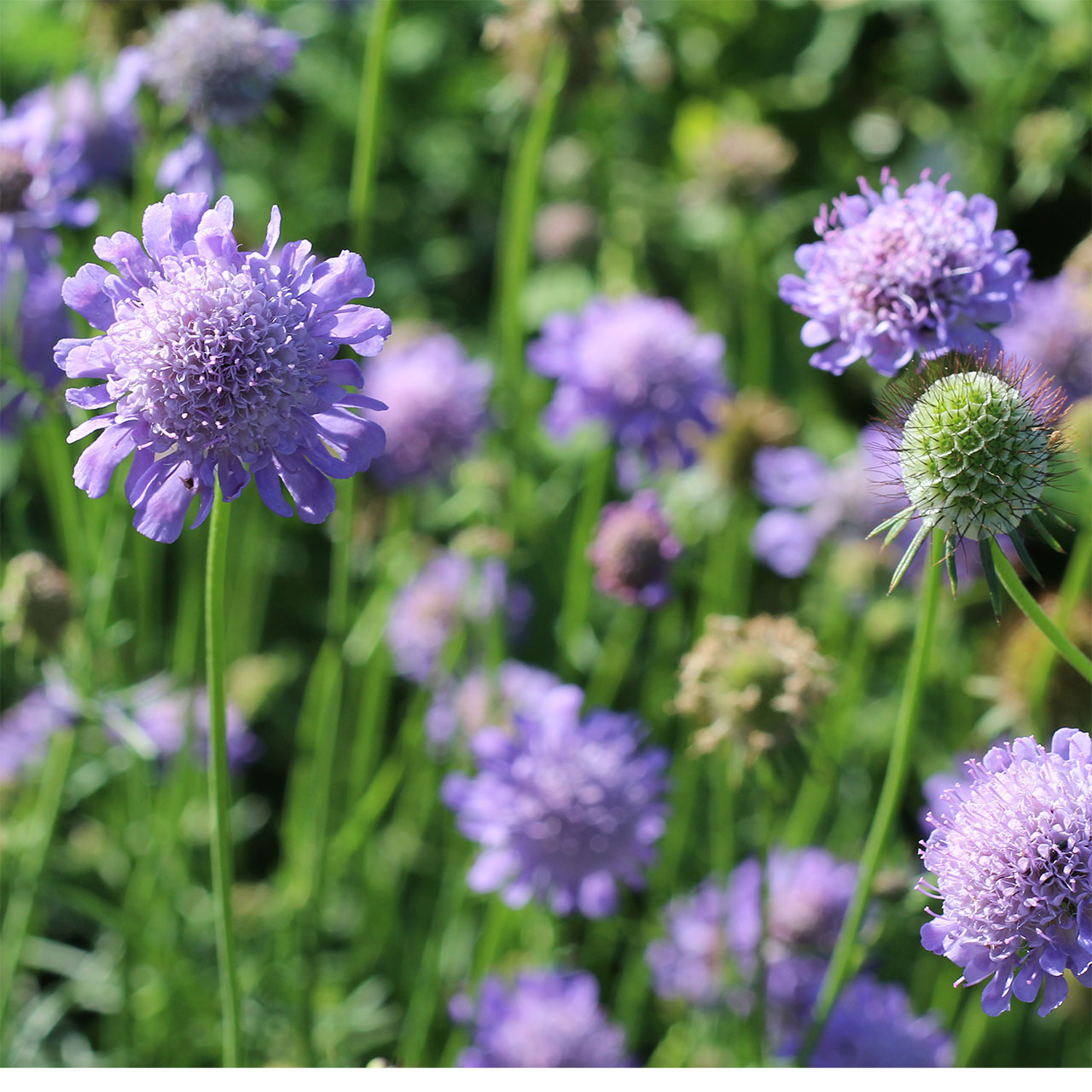Scabiosa columbaria ex. Hermannshoff