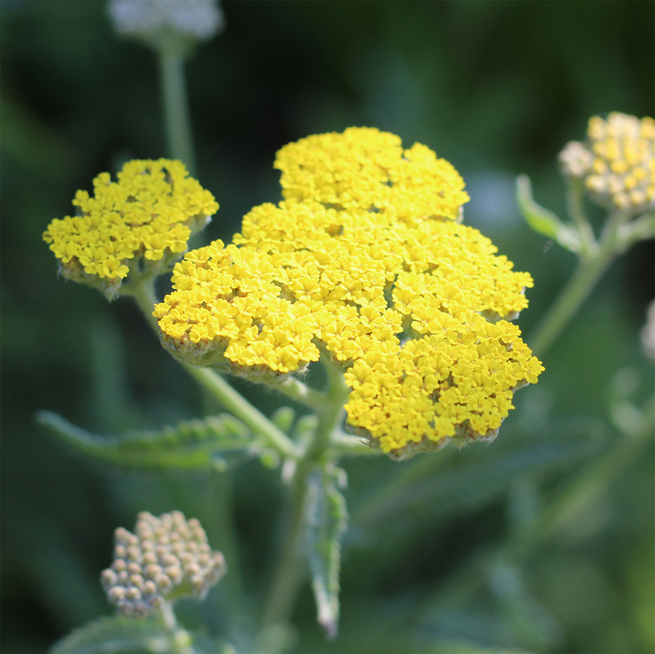 Achillea ‘Moonshine’