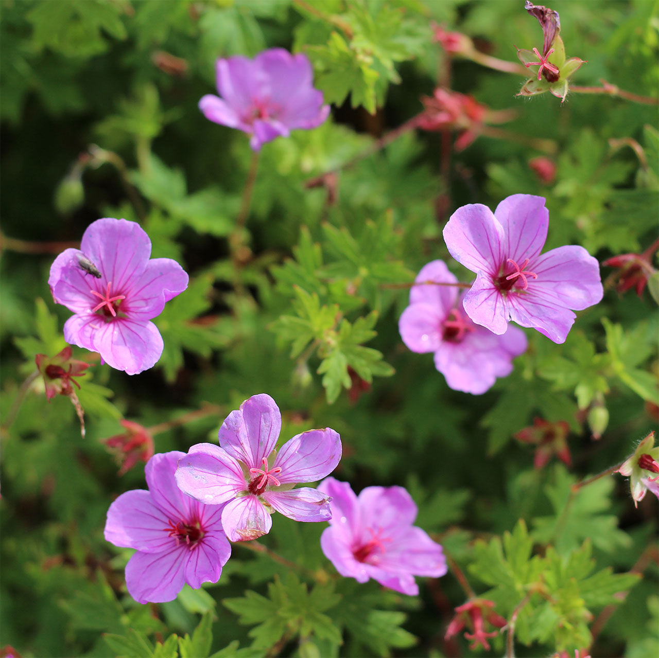 Geranium ‘Dilys’