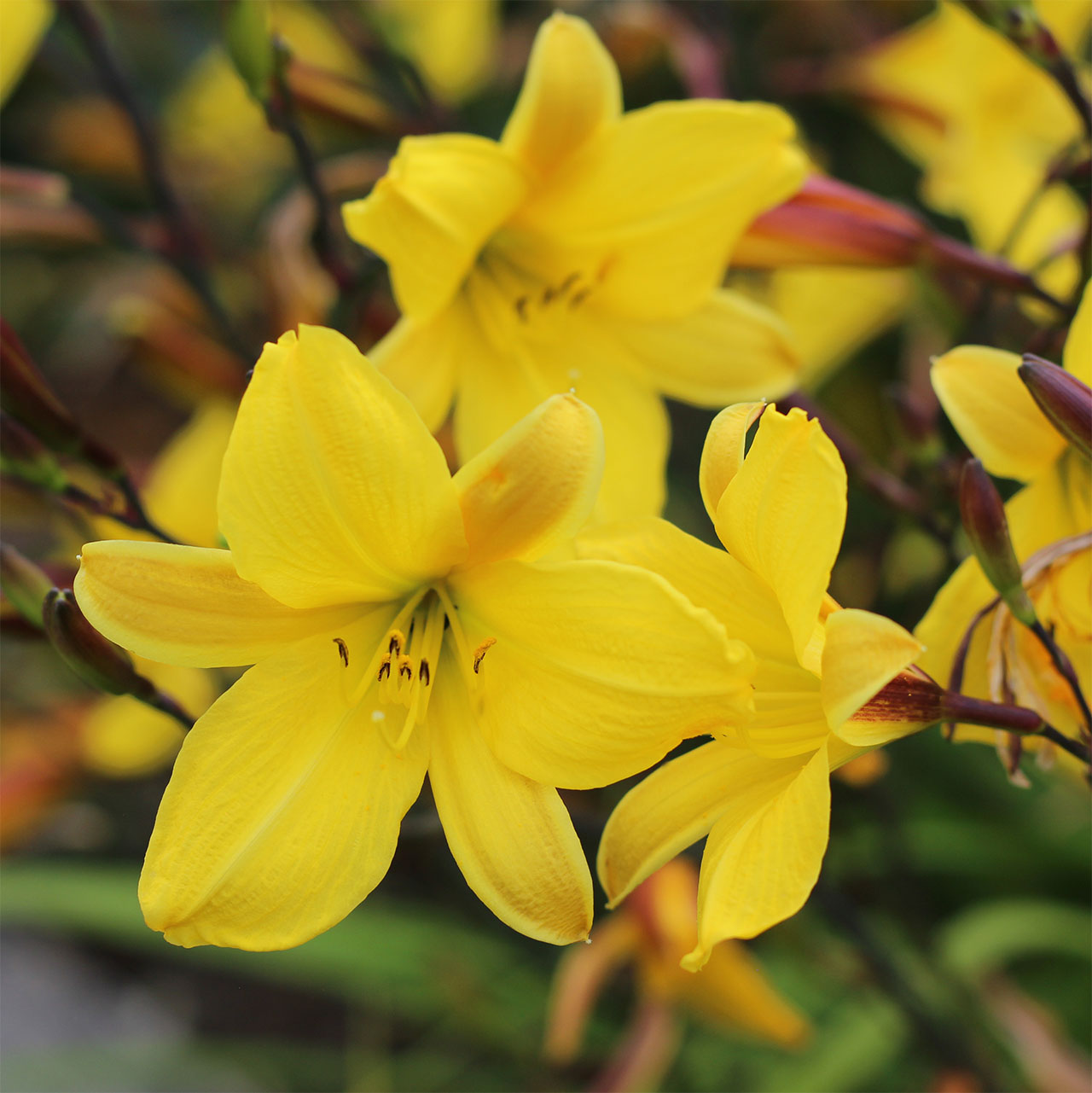 Hemerocallis ‘Corky’