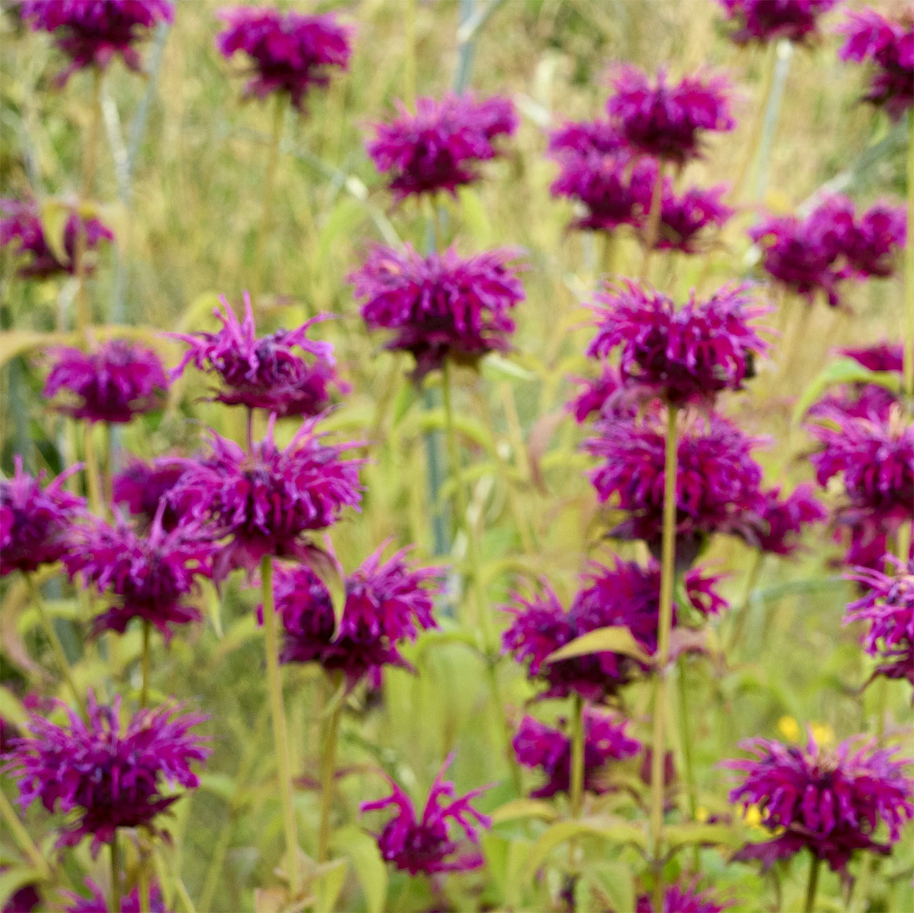 Monarda ‘Vintage Wine’