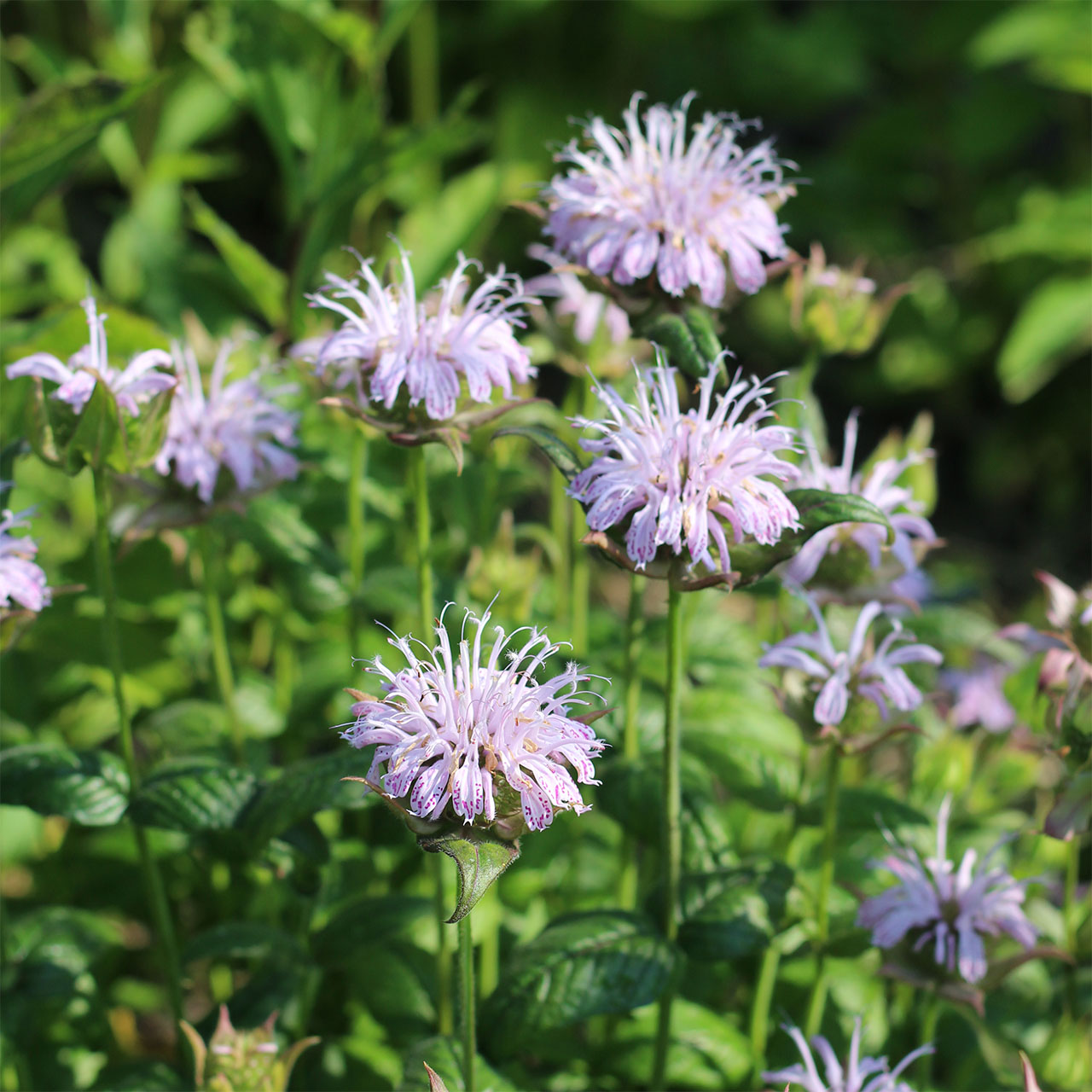 Monarda bradburyana