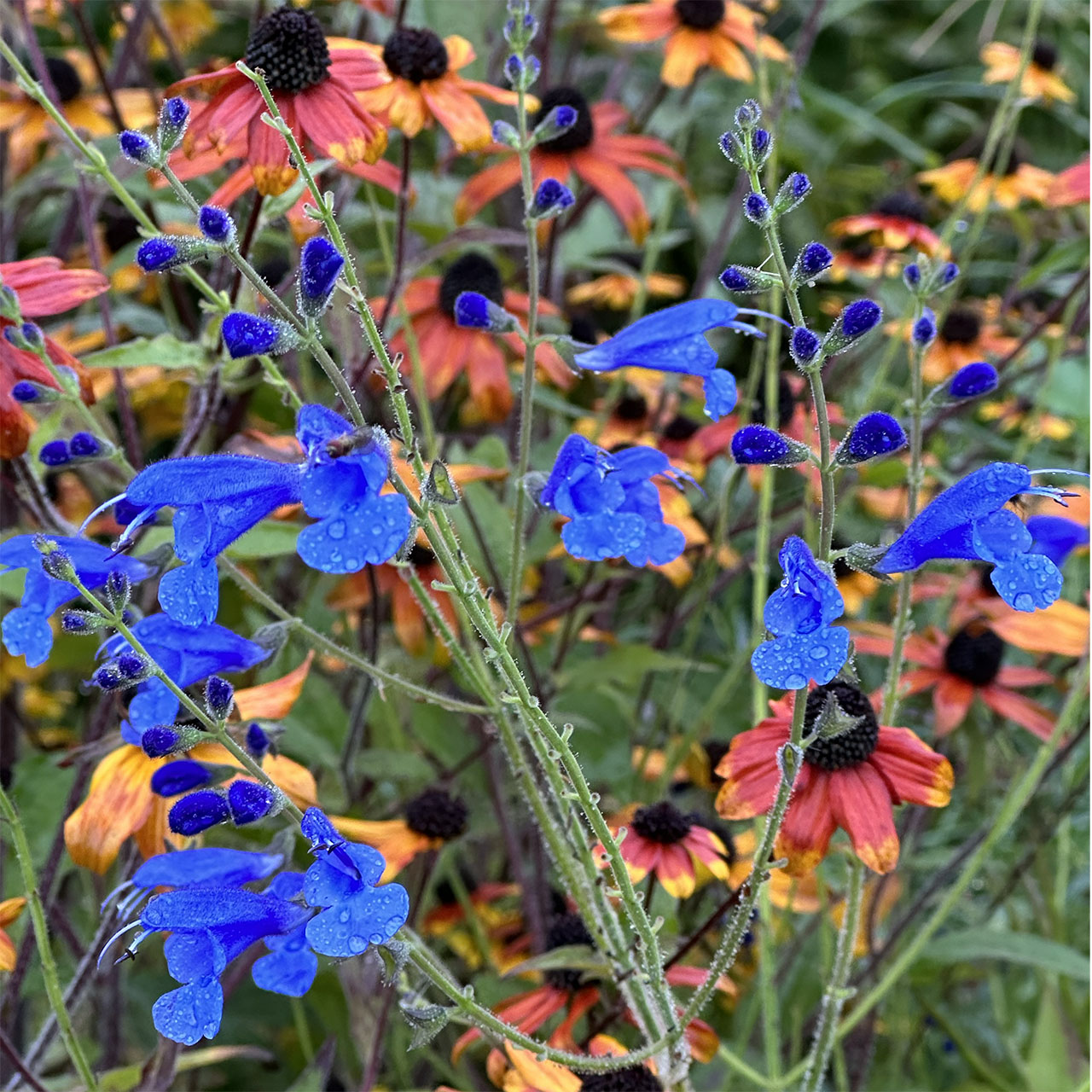 Salvia sagittata ‘Blue Butterflies’