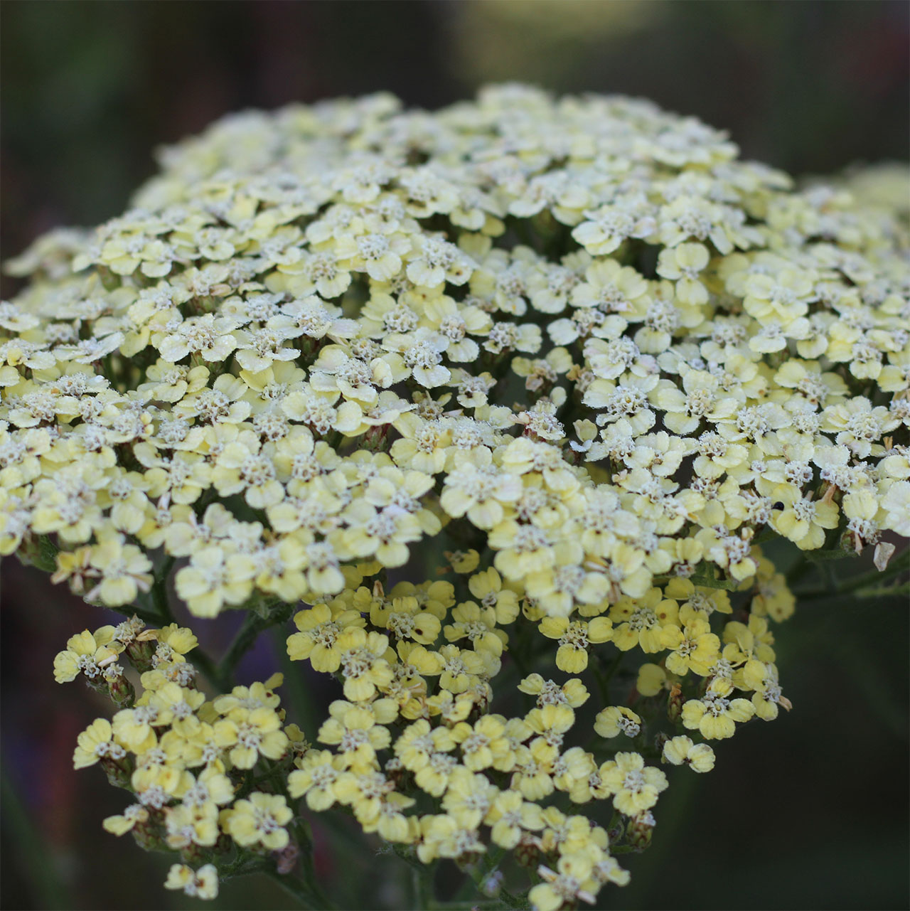 Achillea ‘Lucky Break’