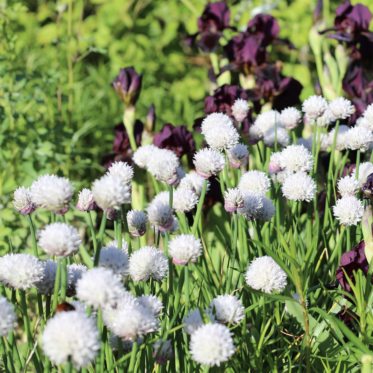 Allium Black Isle Blush