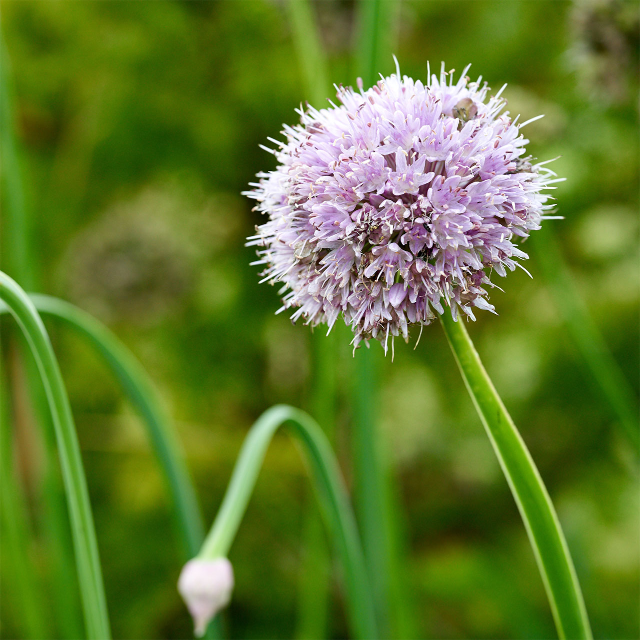 Allium nutans ‘Caroline’