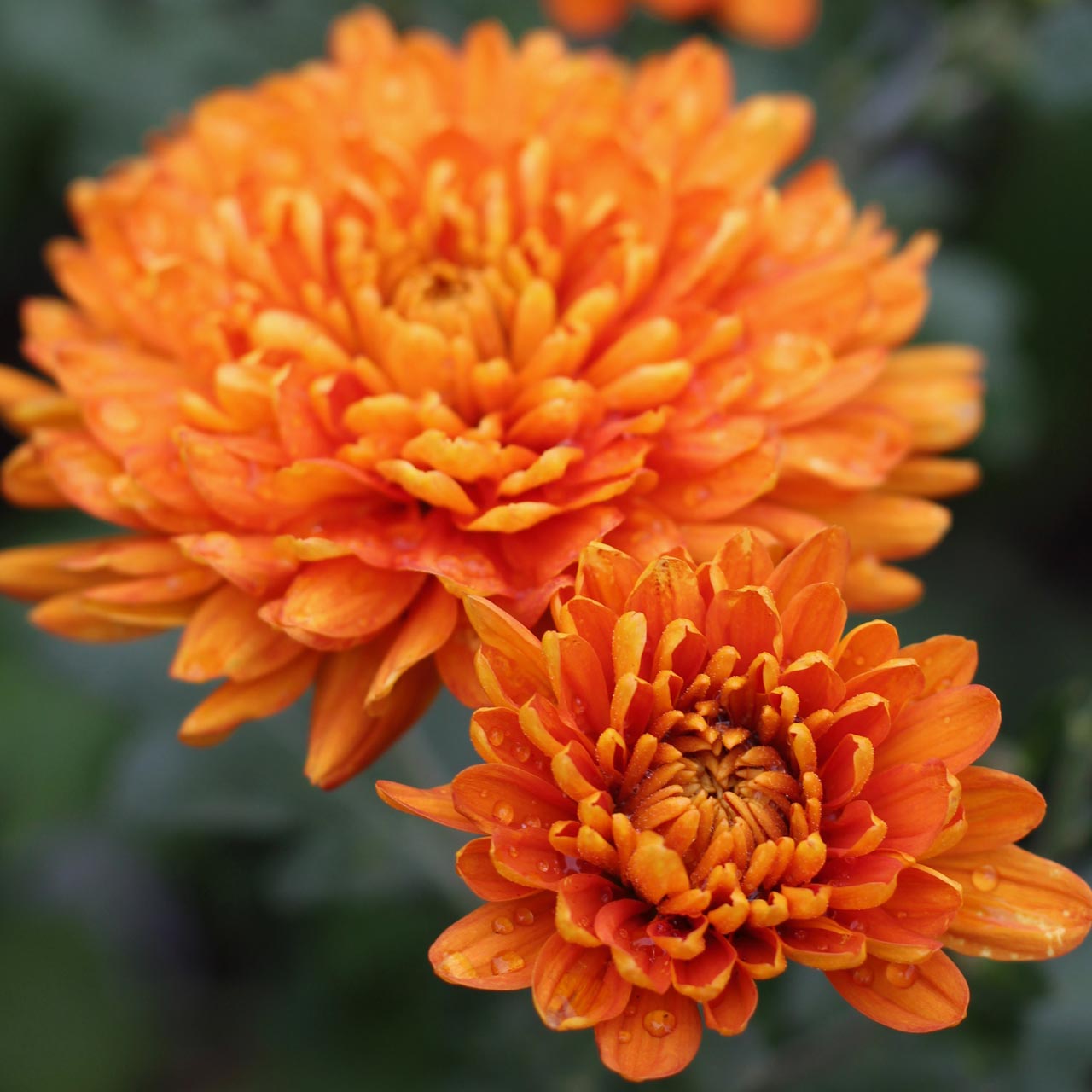 Chrysanthemum-'Dixter-Oragne'