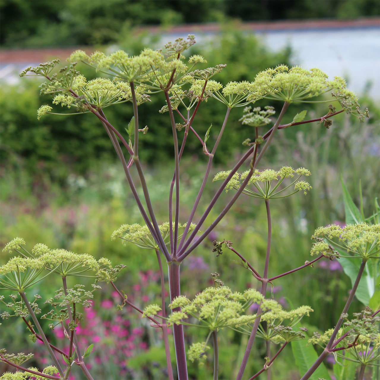 Peucedanum verticillare
