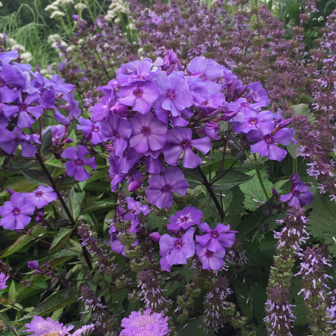 Phlox paniculata 'Blue Paradise'