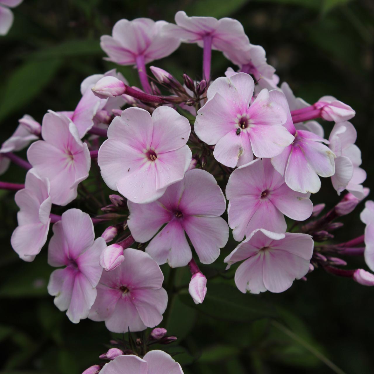 Phlox paniculata 'Charlotte'