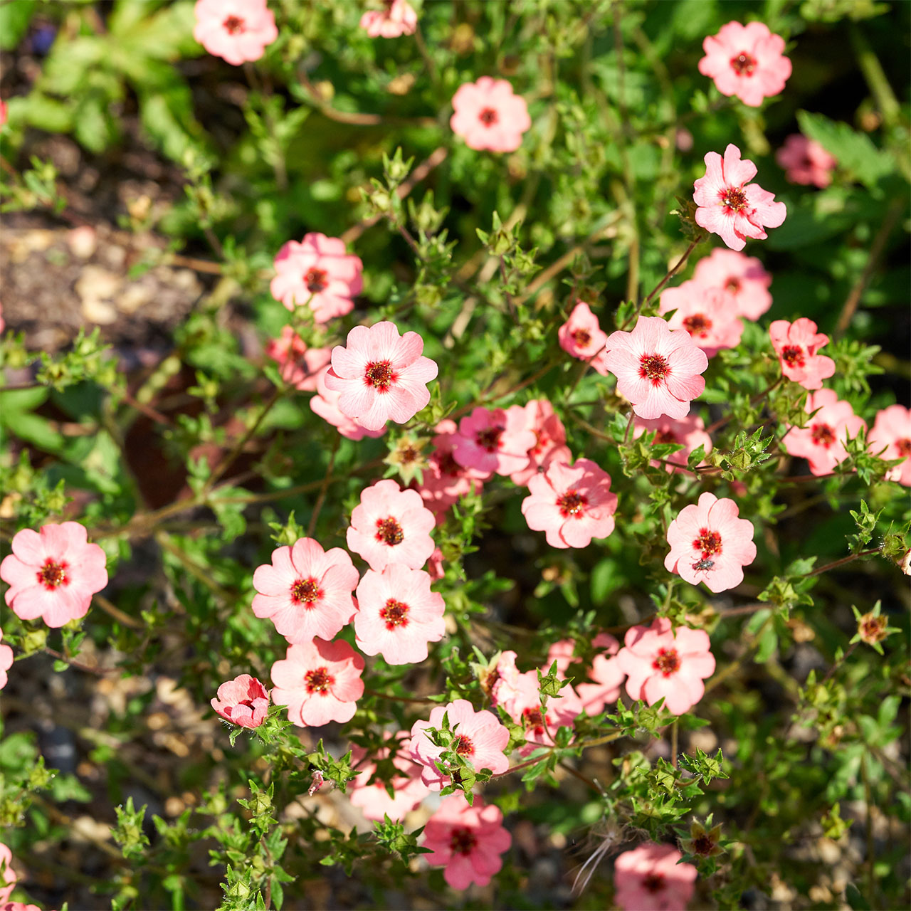 Potentilla x hopwoodiana