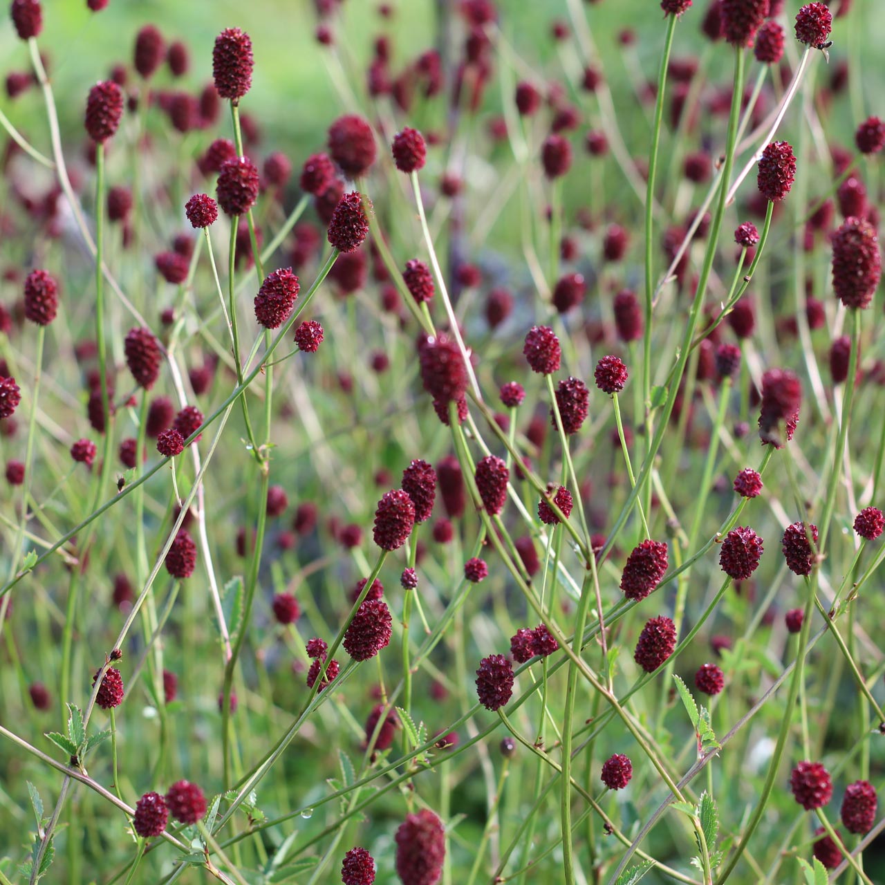 Sanguisorba off. 'Red Buttons'