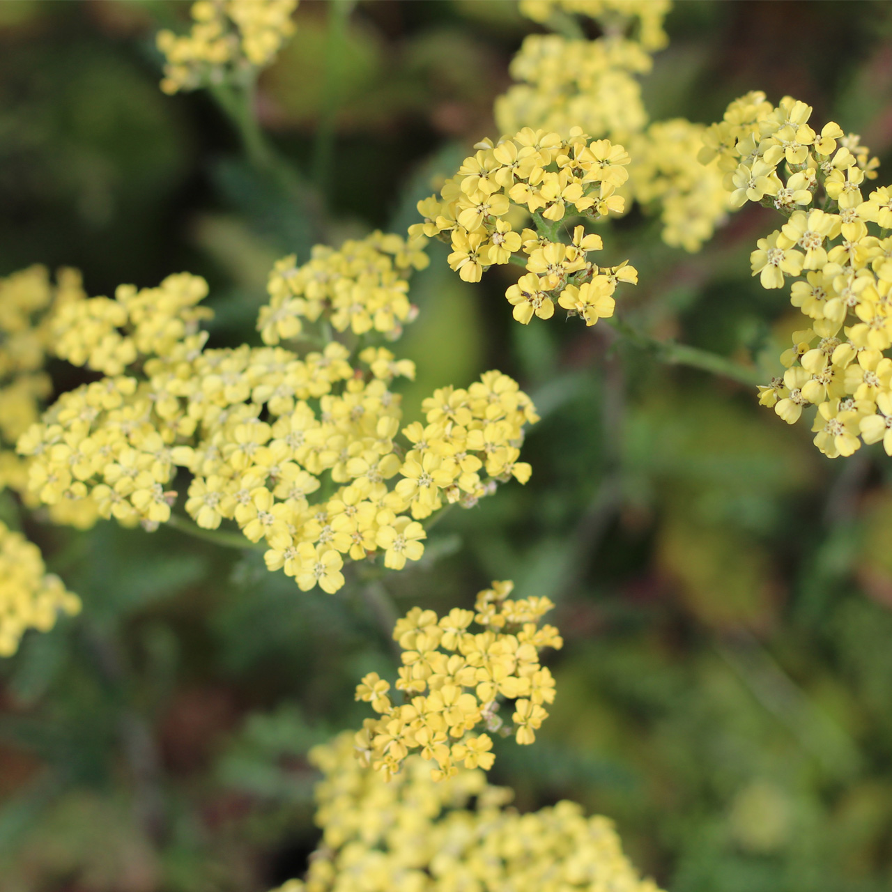 Achillea hella glashoff