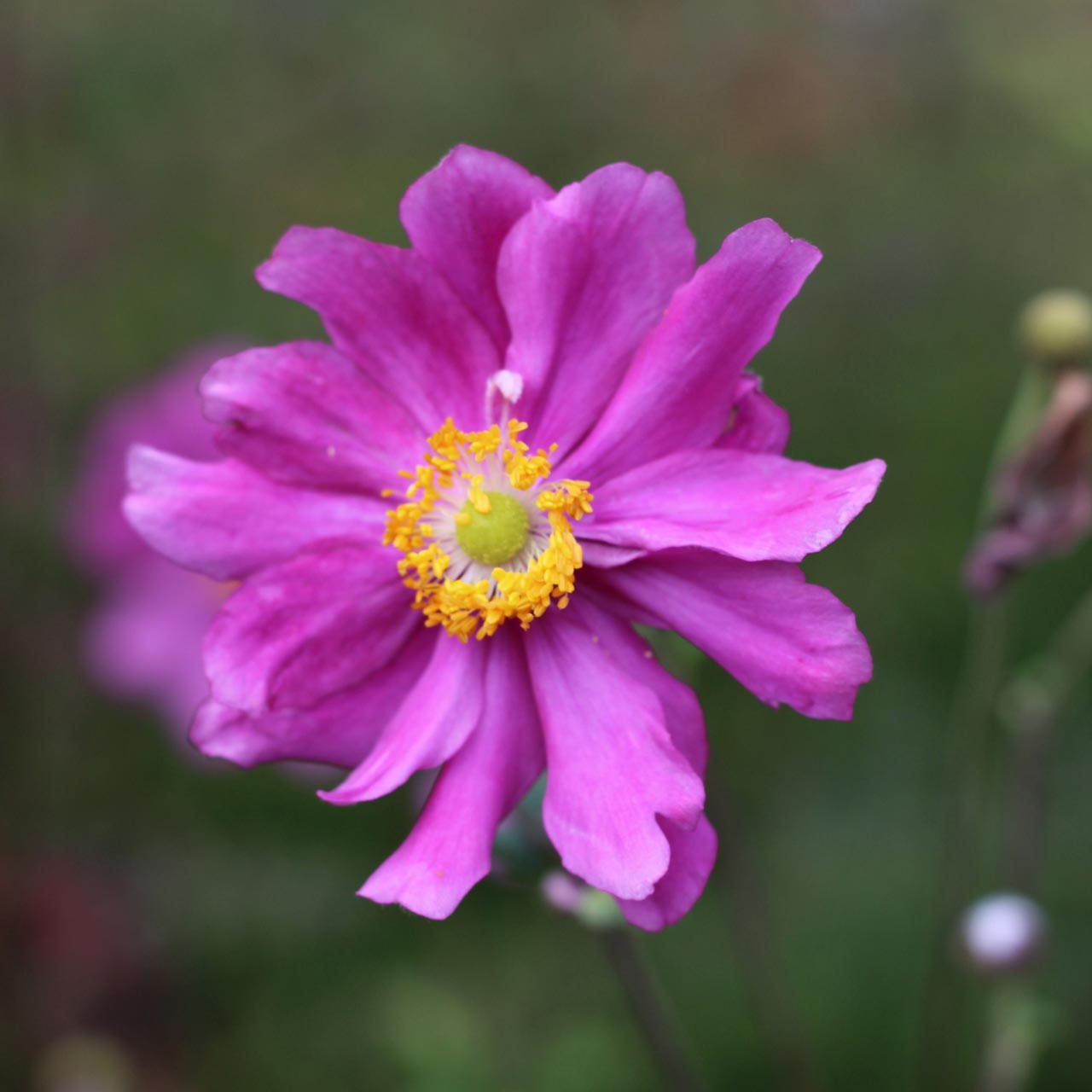 Anemone 'Pamina'