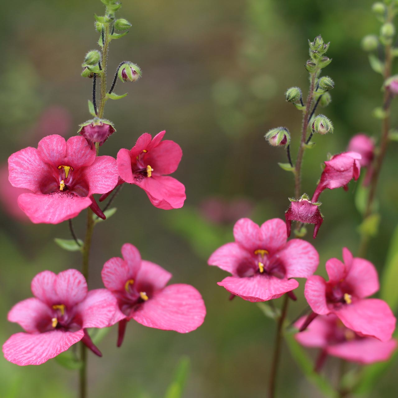 Diascia ‘Emma’