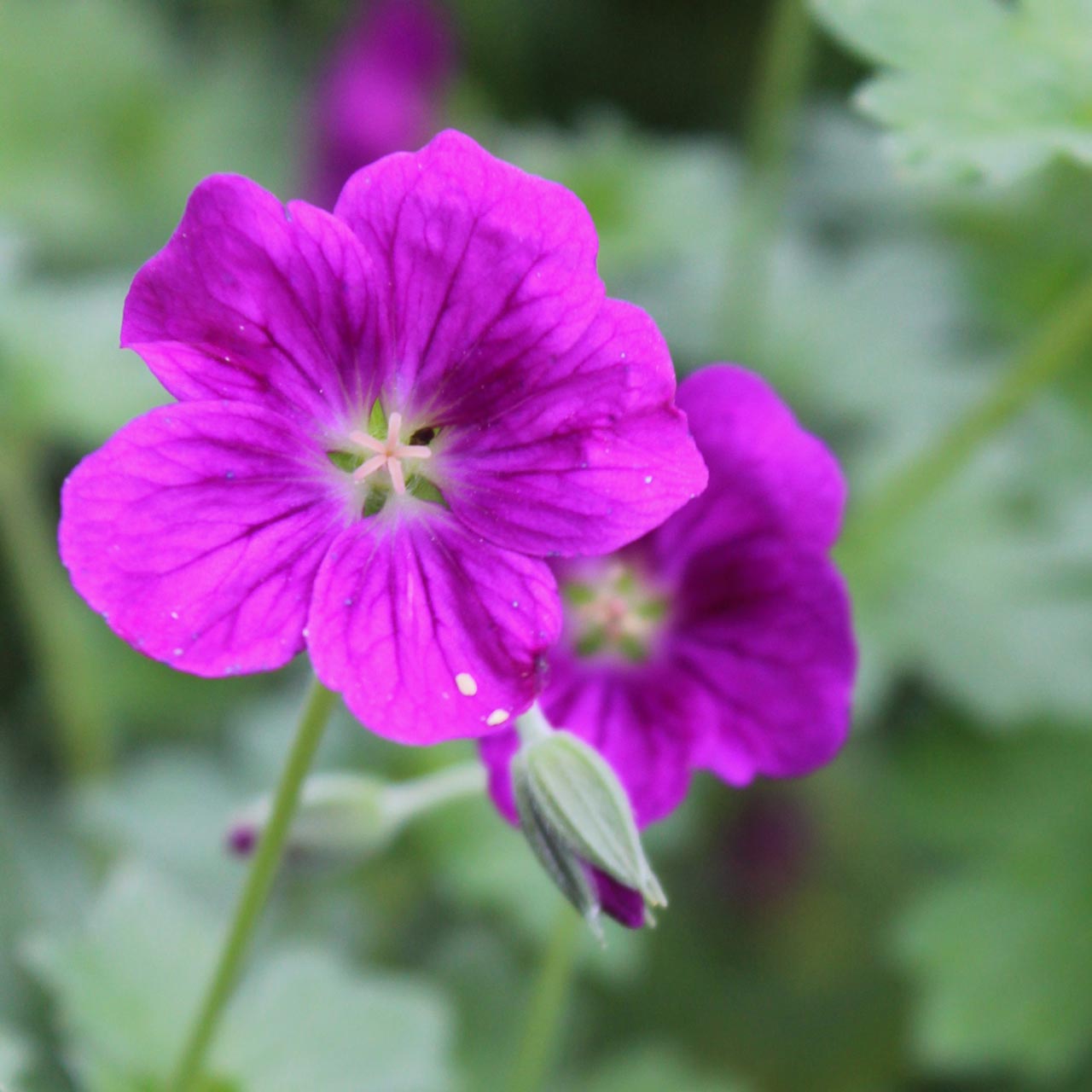 Geranium ‘Little Gem’