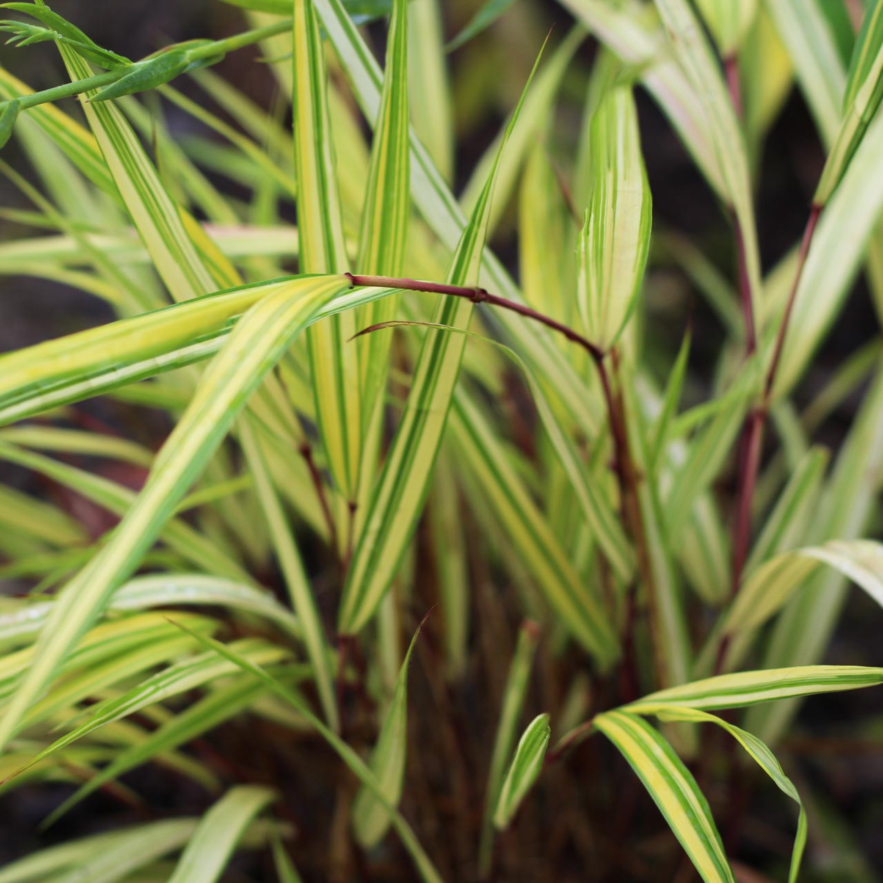 Hakonachloa macra 'Aureola'