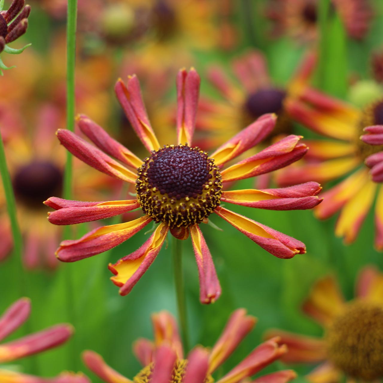 Helenium 'Loysder Weick'