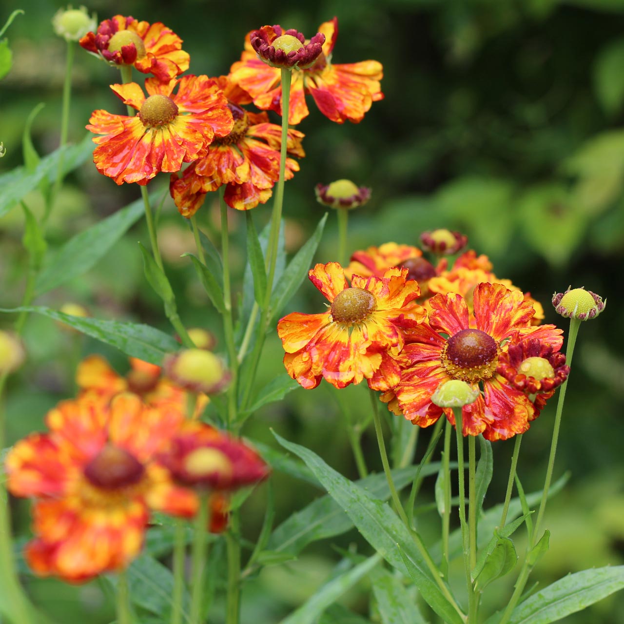 Helenium 'Raggamuffin'