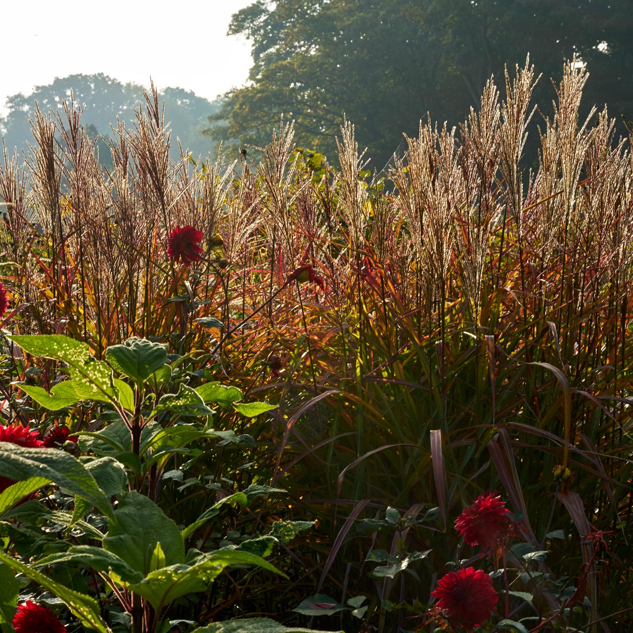 Miscanthus sinensis 'Gewitterwolke'