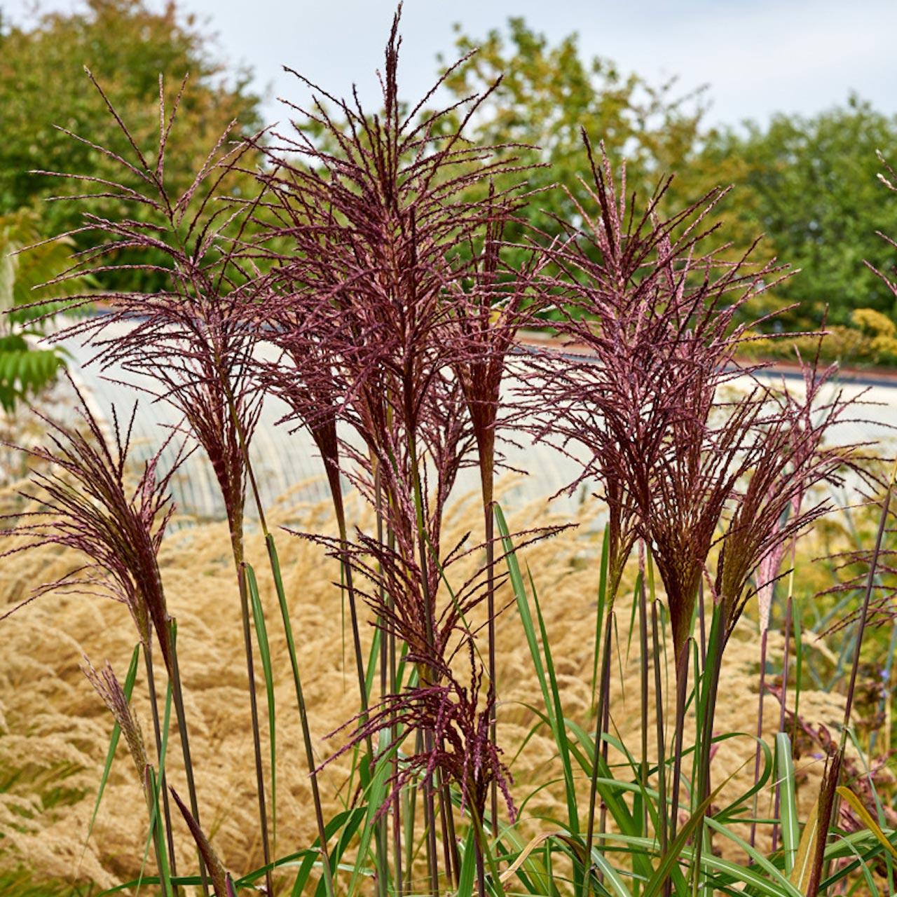 Miscanthus sinensis 'Malepartus'