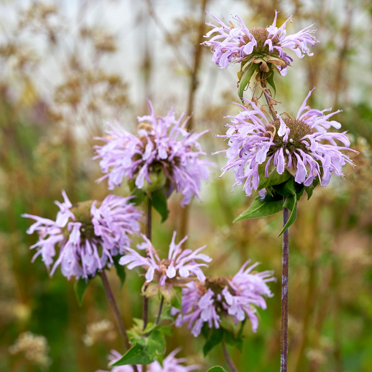 Monarda ‘Elsie’s Lavender’