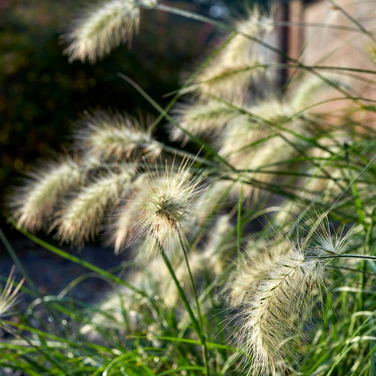 Pennisetum villosum