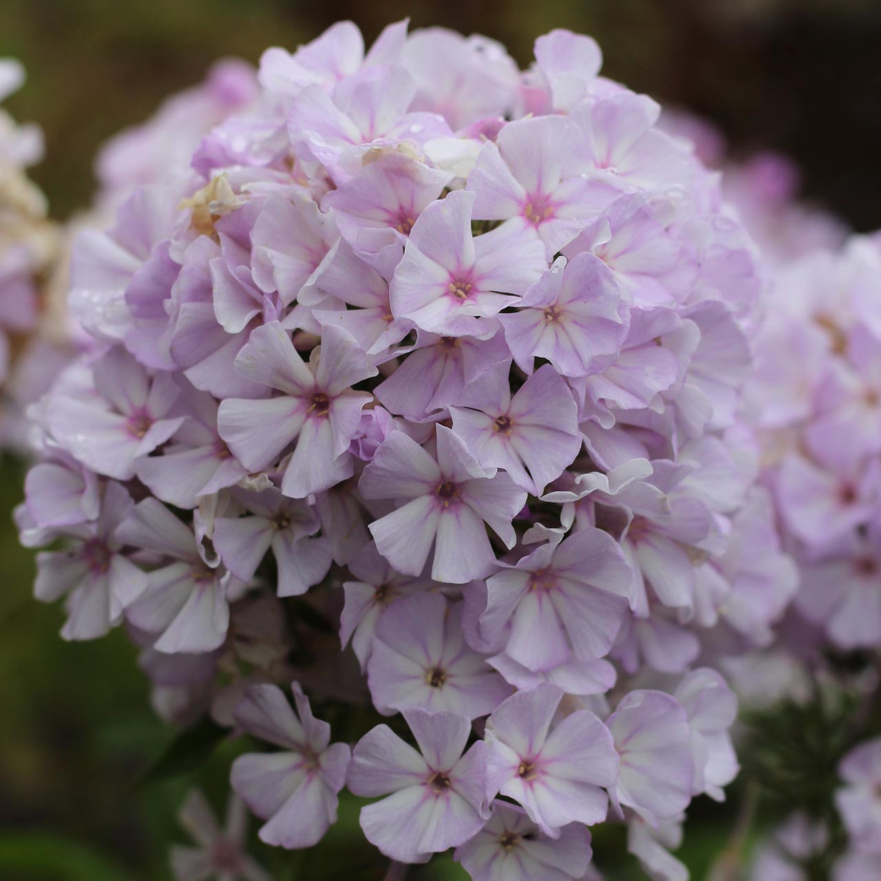 phlox_x_arendsii_marchant's_cool_pink