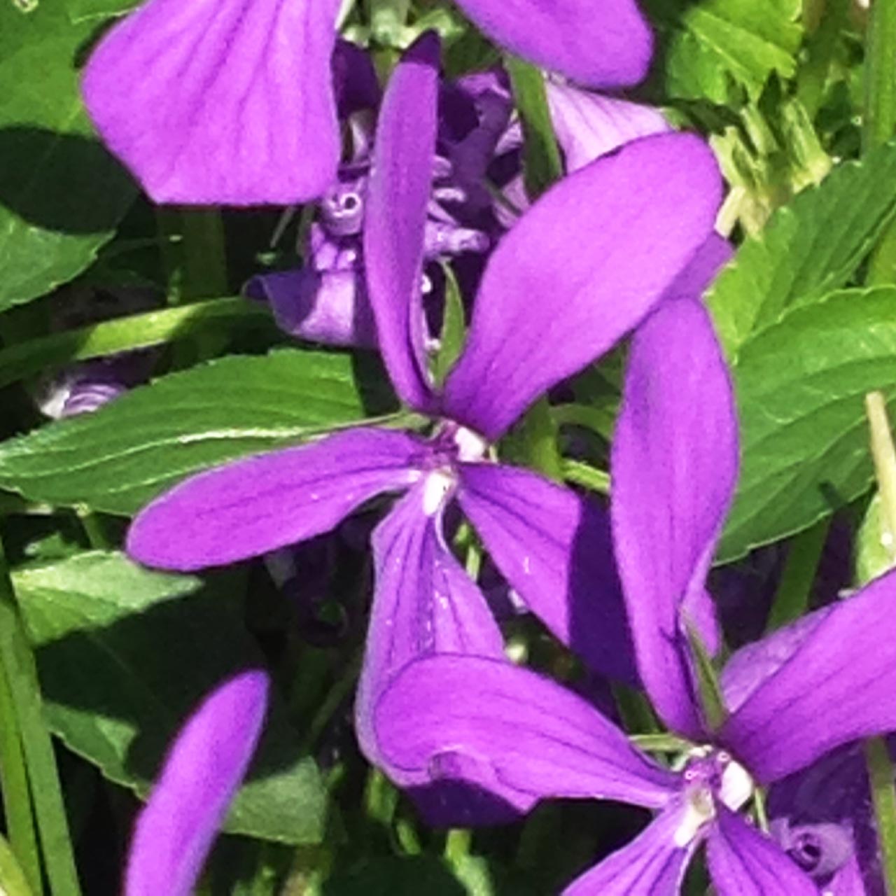 Viola cornuta 'Spider'